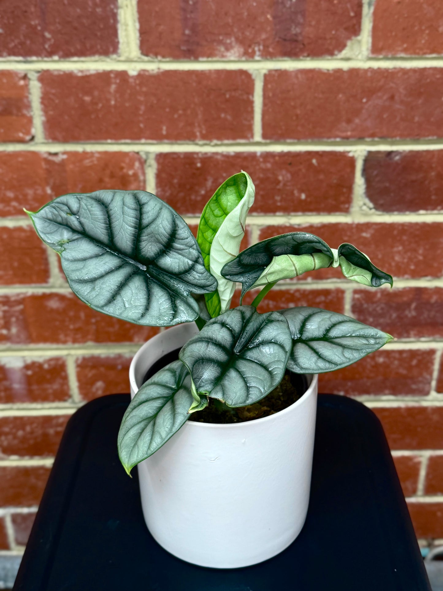 Alocasia "Silver Dragon"