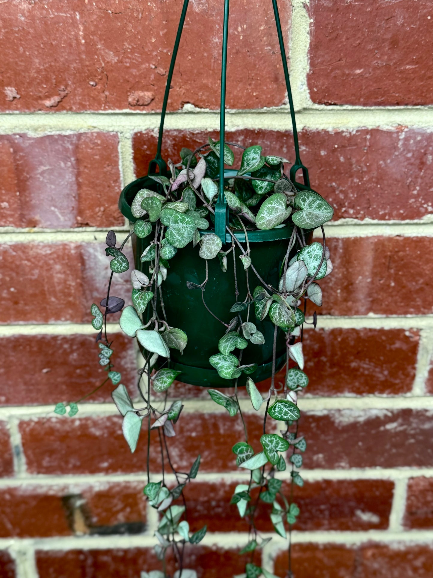 Chain of Hearts (Ceropegia woodii)
