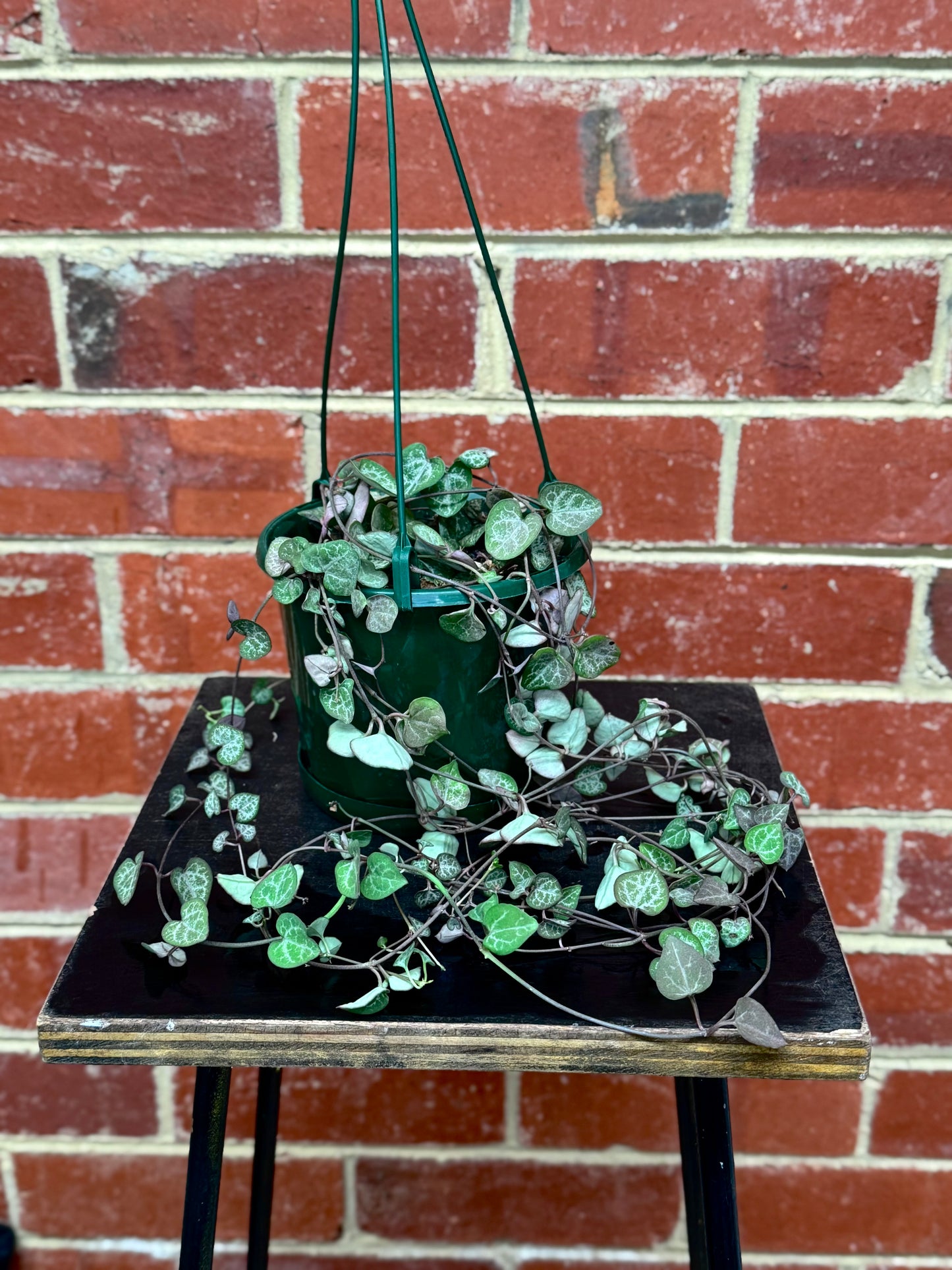 Chain of Hearts (Ceropegia woodii)