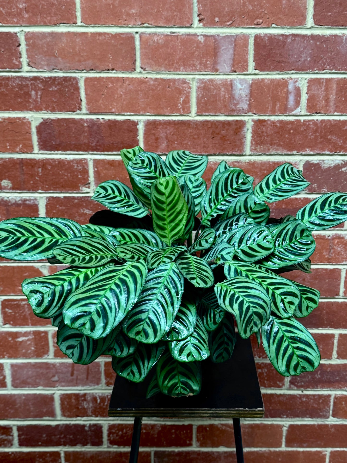 Ctenanthe Burle-marxii "Prayer Plant"