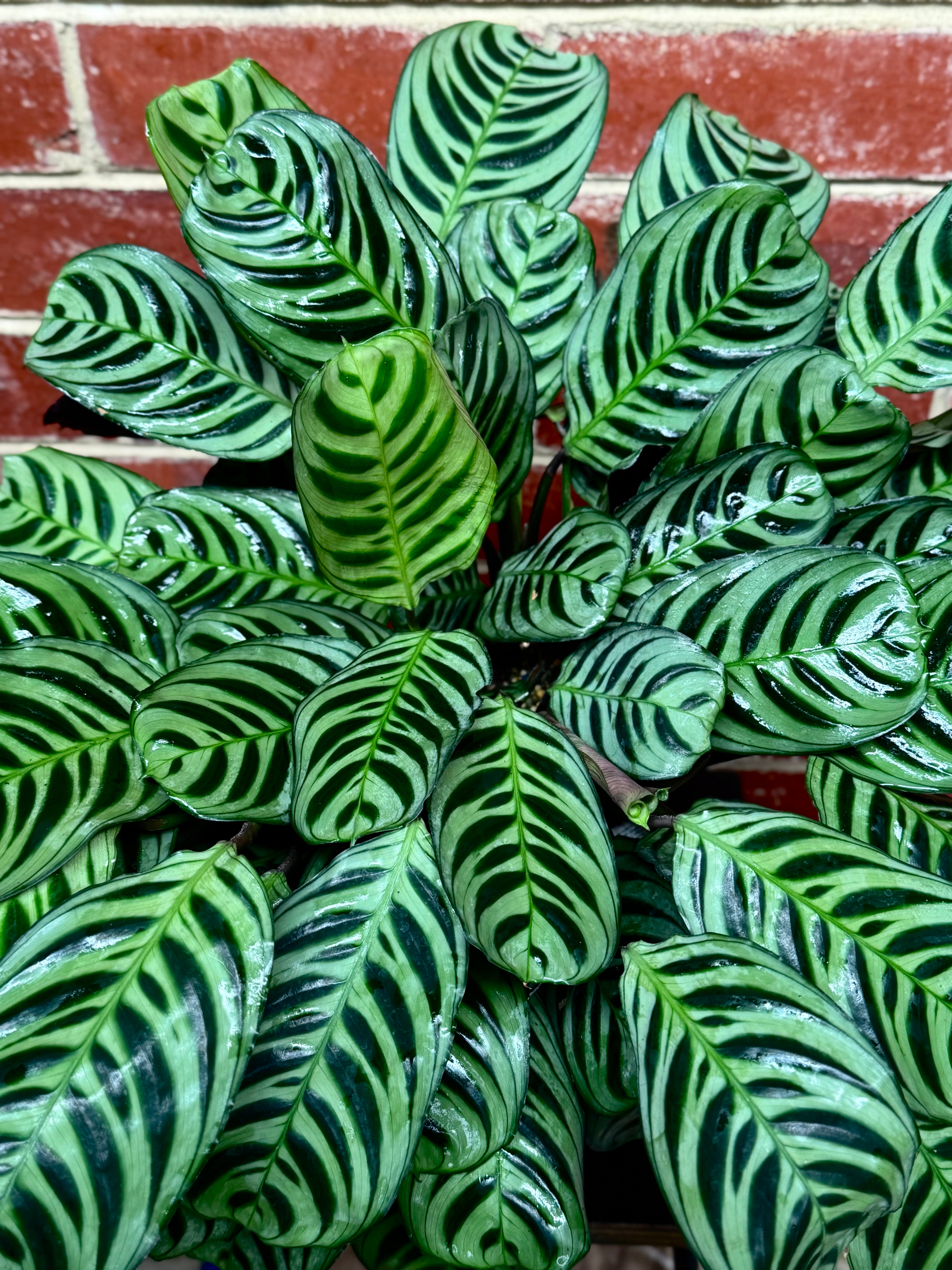 prayer plant australia Ctenanthe Burle-marxii "Prayer Plant" – BOTANICAH SANCTUARY