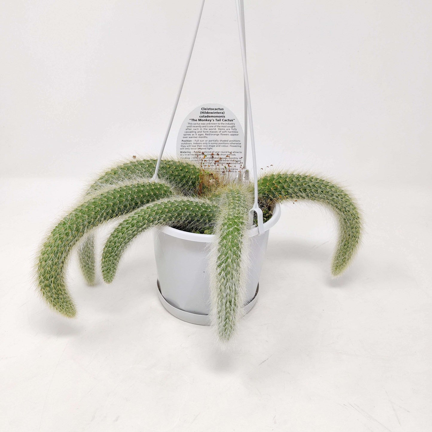 Monkey Tail Cactus (Cleistocactus Hildewintera colademononis)