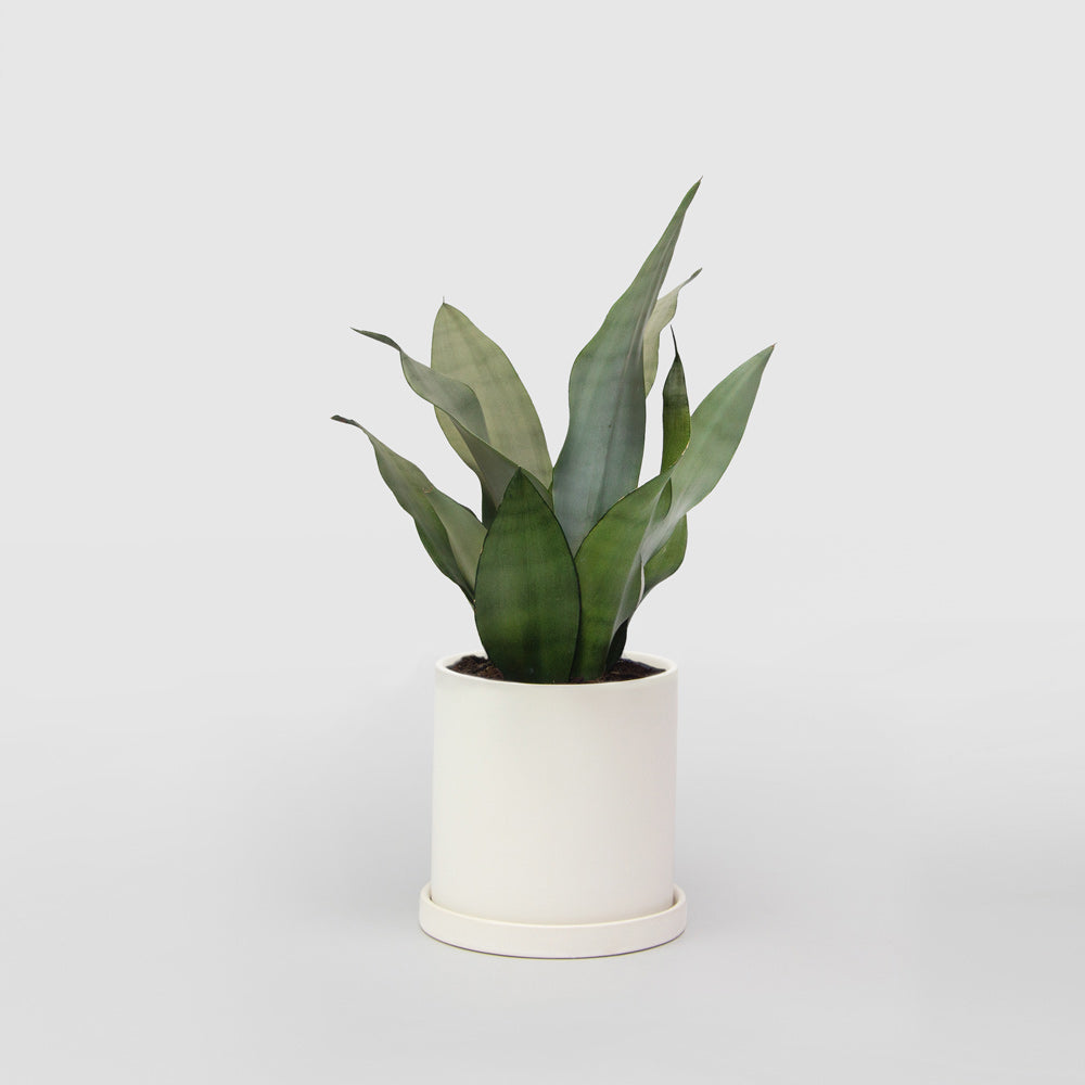 Snake Plant (Sansevieria)