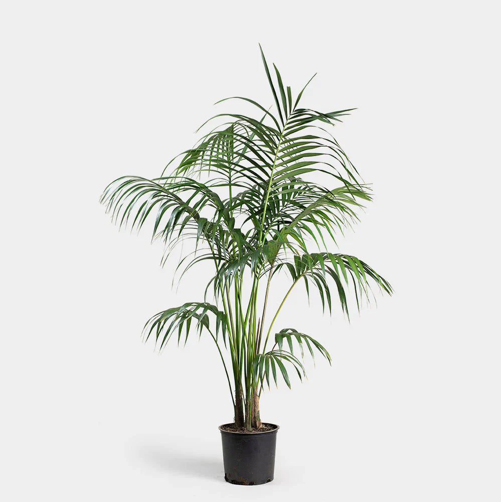 Kentia Palm (Howea forsteriana)