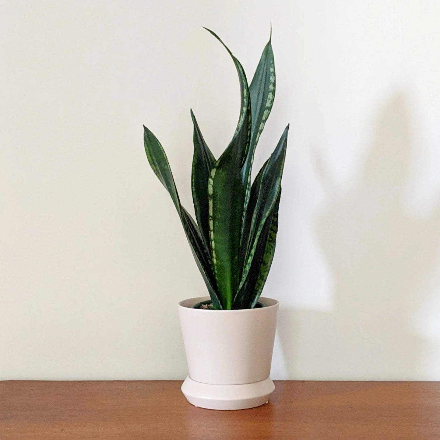 Snake Plant (Sansevieria)