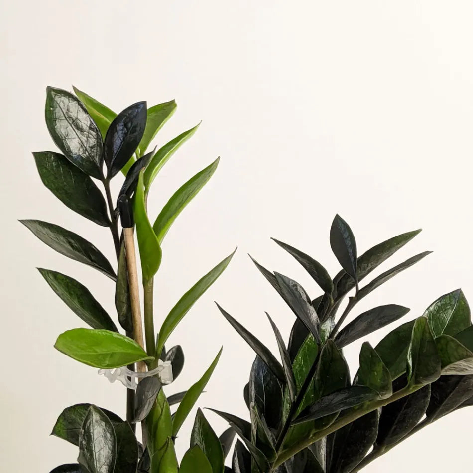 zamicro zz plant ZZ Plant "Dark Zamicro" (Zamioculcas zamiifolia) – BOTANICAH SANCTUARY