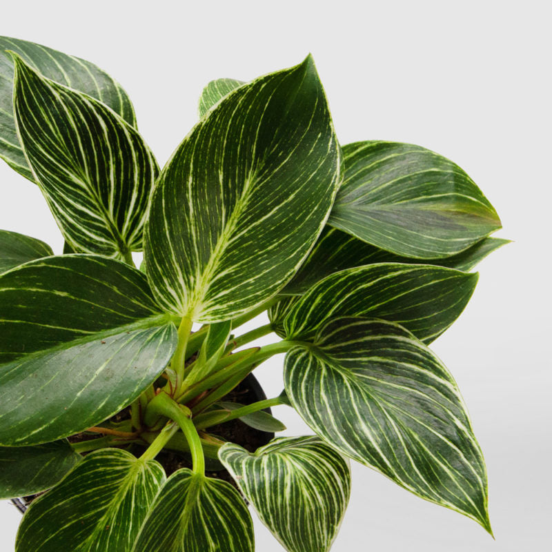 Philodendron "Birkin"