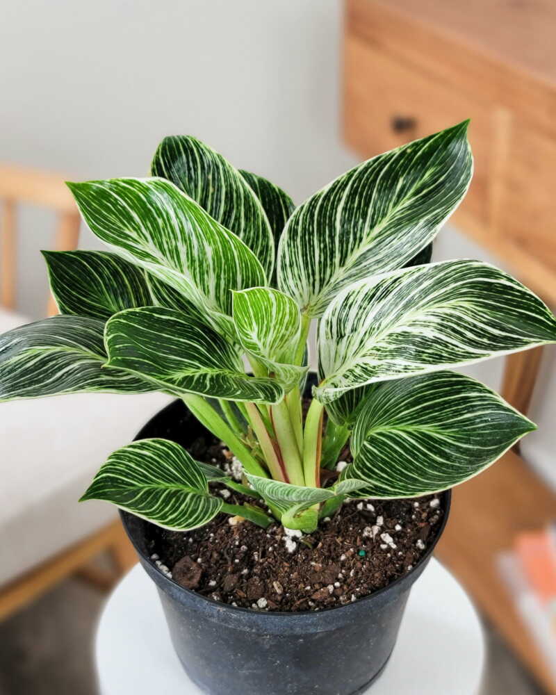 Philodendron "Birkin"