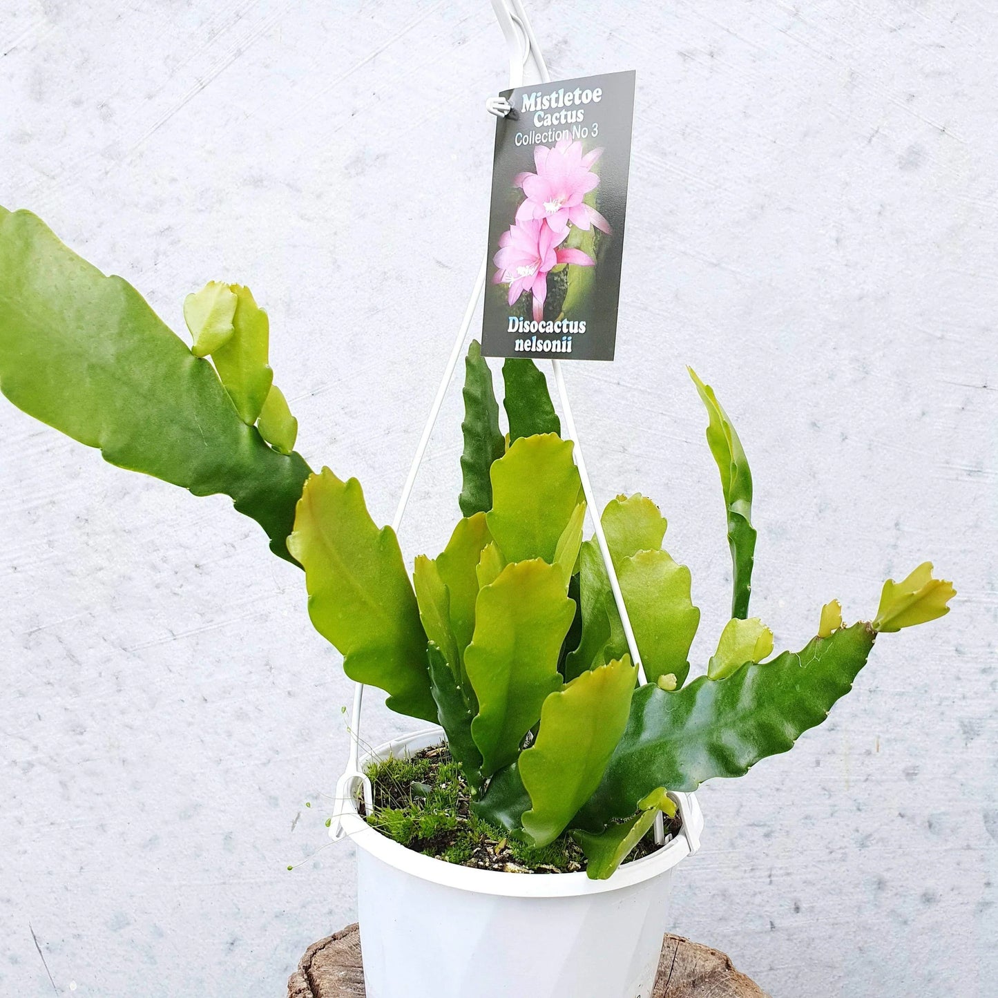 Mistletoe Cactus Collection