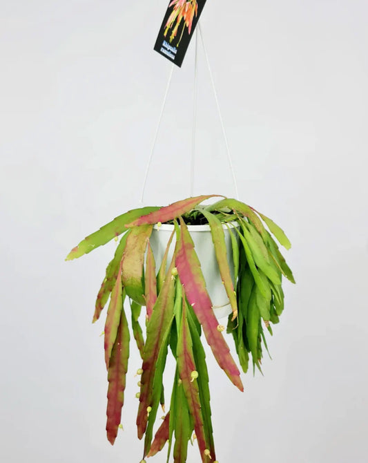 Mistletoe Cactus Collection