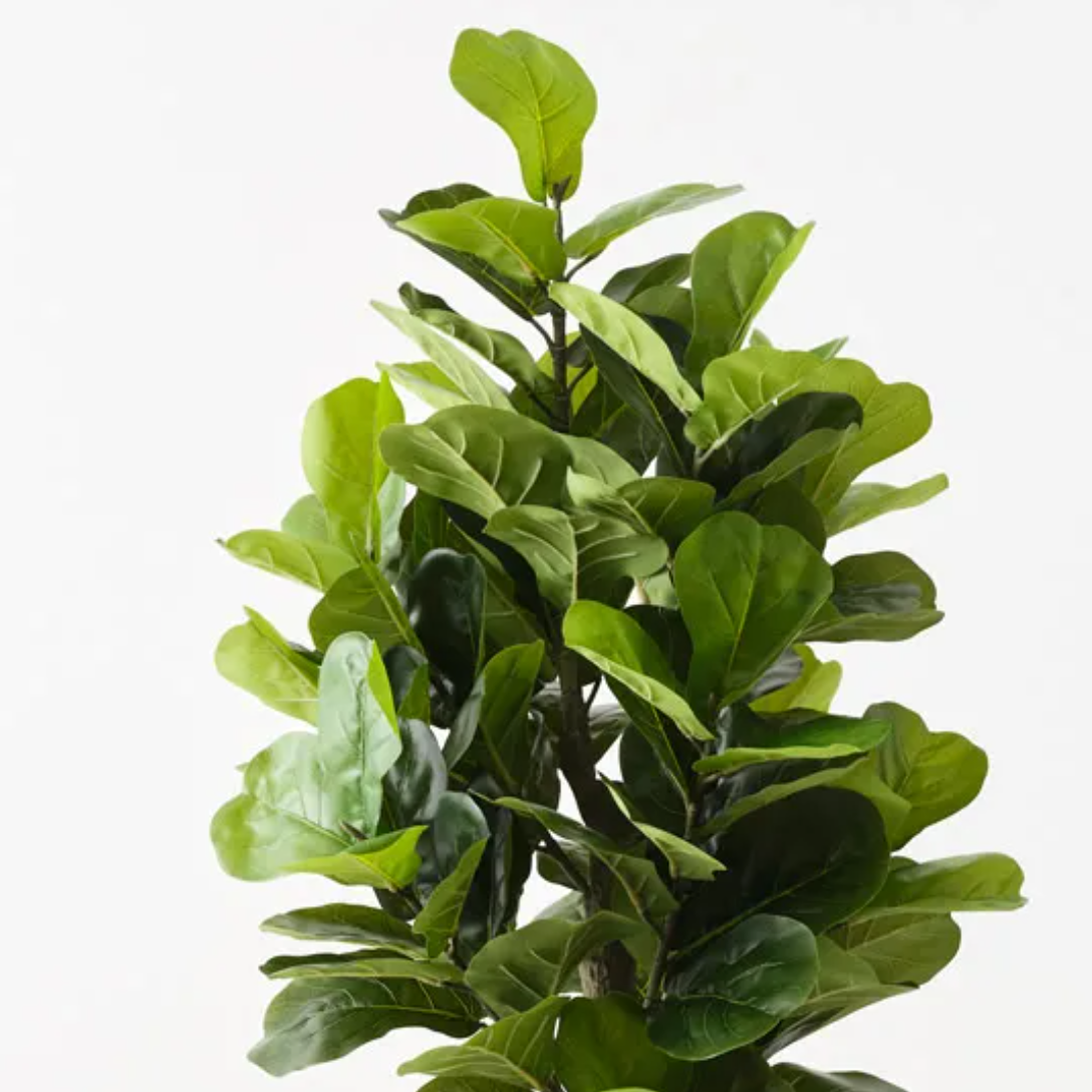 real touch fiddle leaf fig Real Touch Artificial Fiddle Leaf Fig – BOTANICAH SANCTUARY