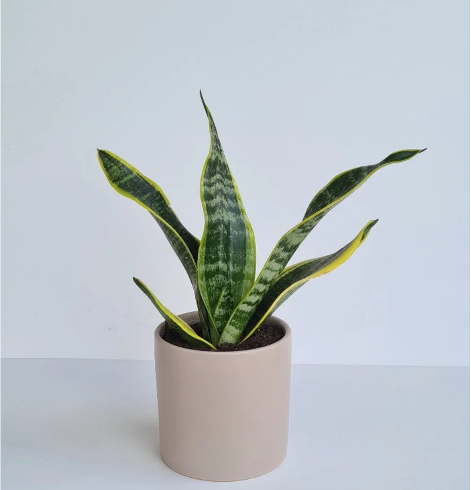 Snake Plant (Sansevieria)