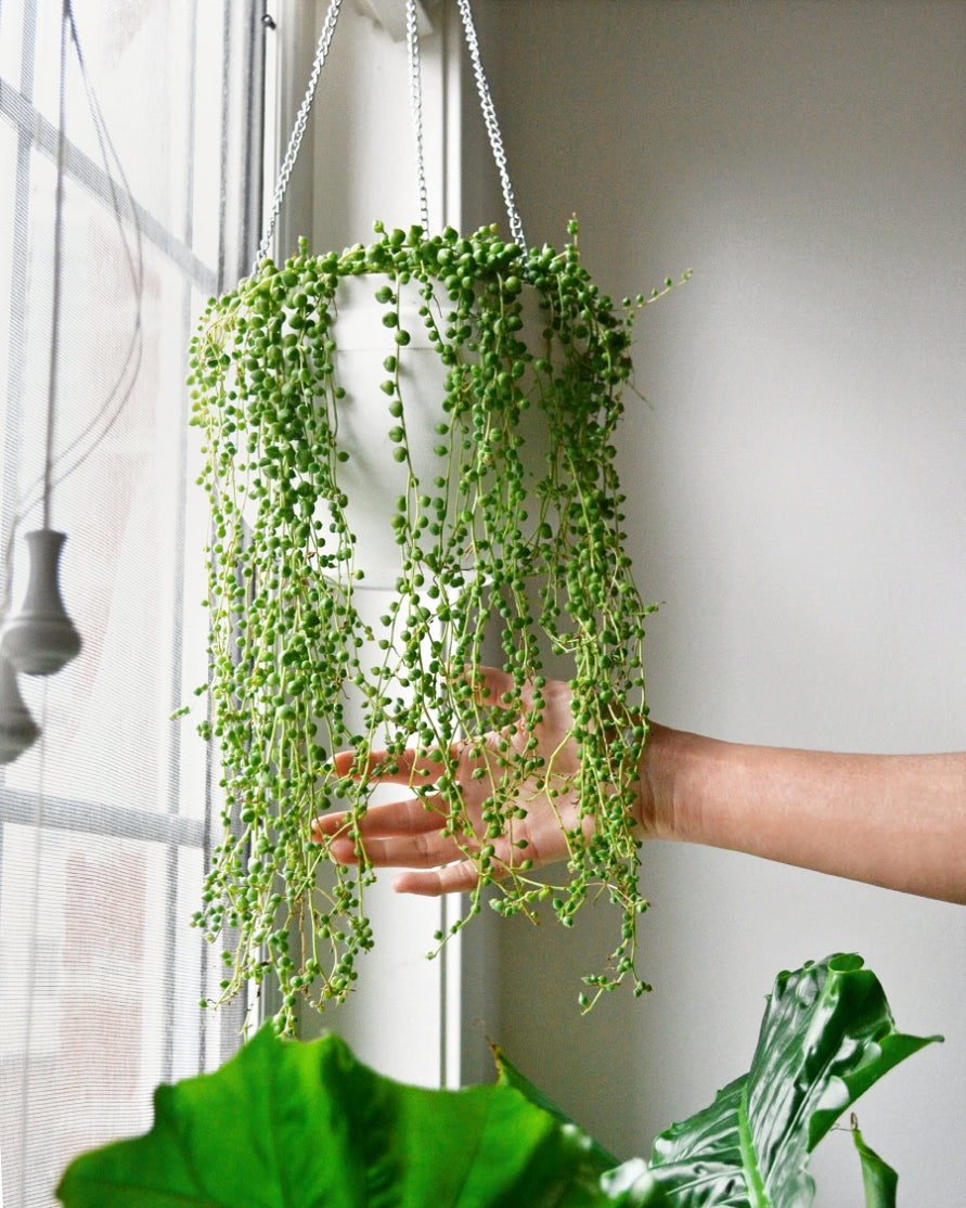 String of Pearls (Senecio rowleyanus)