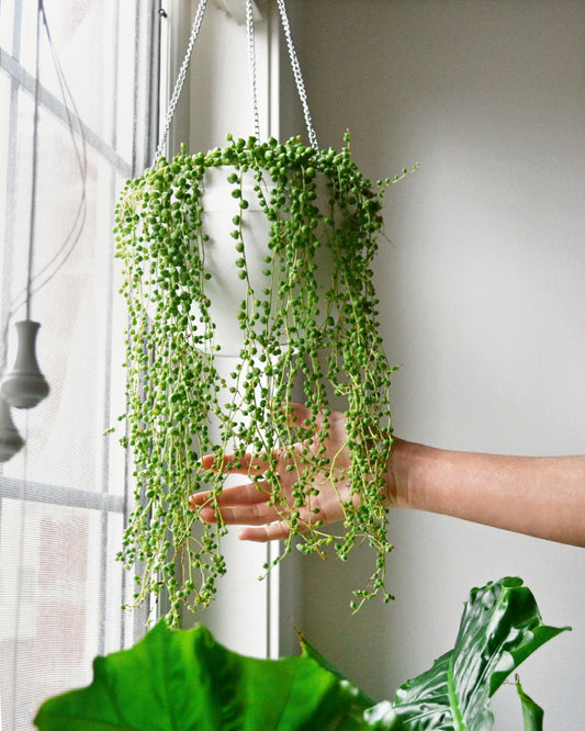 String of Pearls (Senecio rowleyanus)