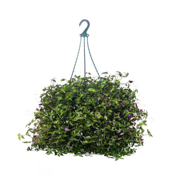 Tahitian Bridal Veil (Gibasis geniculata)