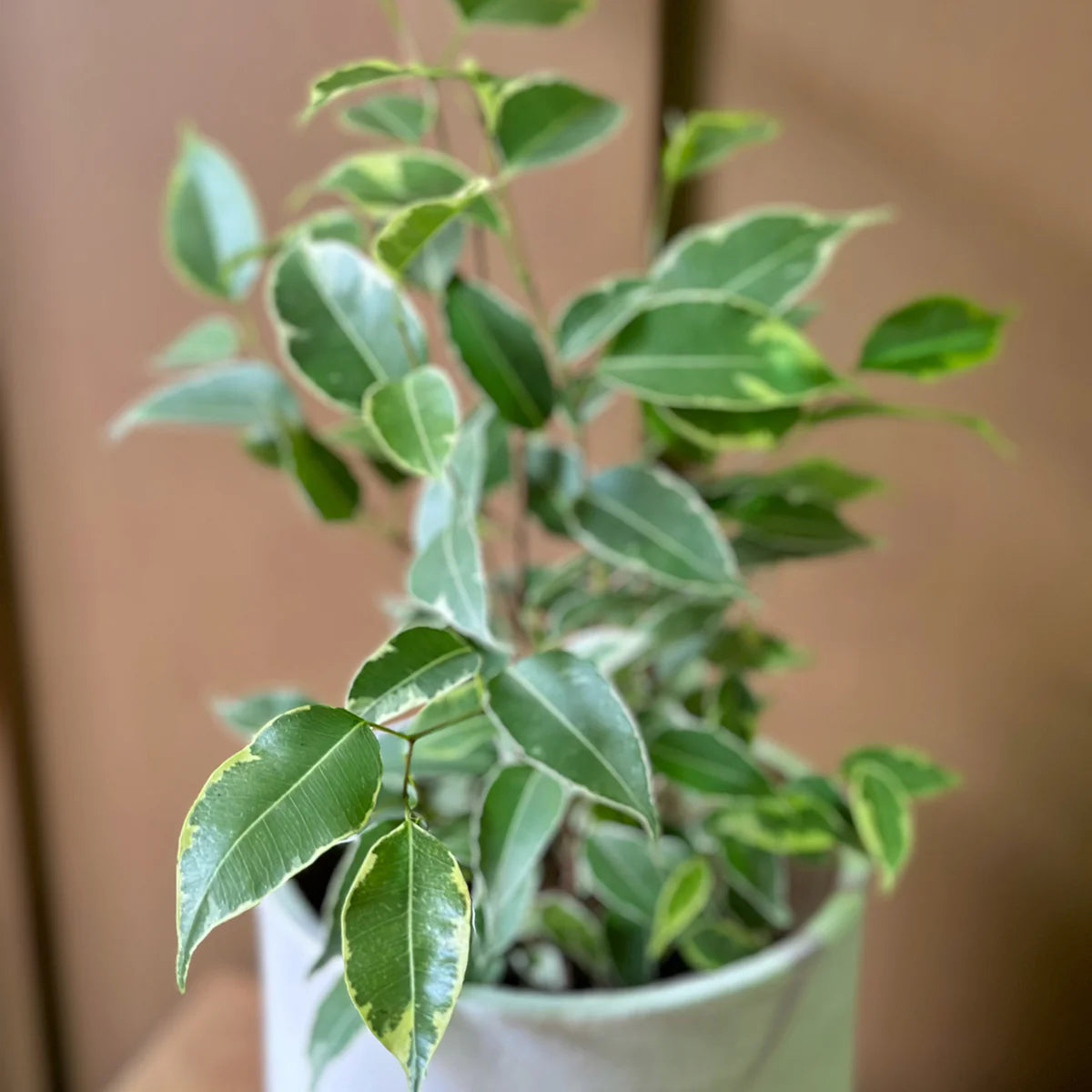 Variegated Weeping Fig (Ficus "benjamina")