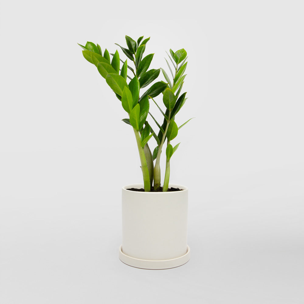 ZZ Plant "Gem" (Zamioculcas zamiifolia)