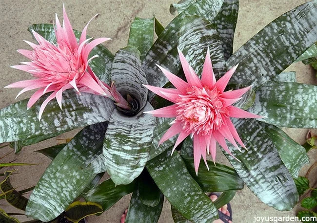 Bromeliad (Aechmea fasciata)
