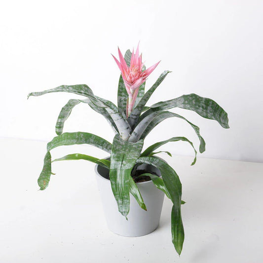 Bromeliad (Aechmea fasciata)
