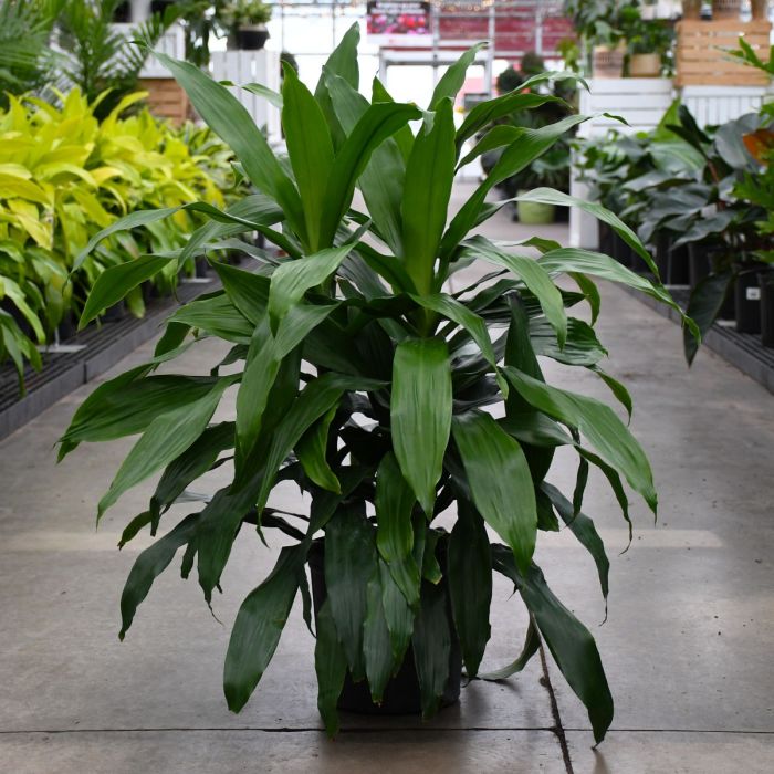 Dracaena fragrans "Janet Craig"