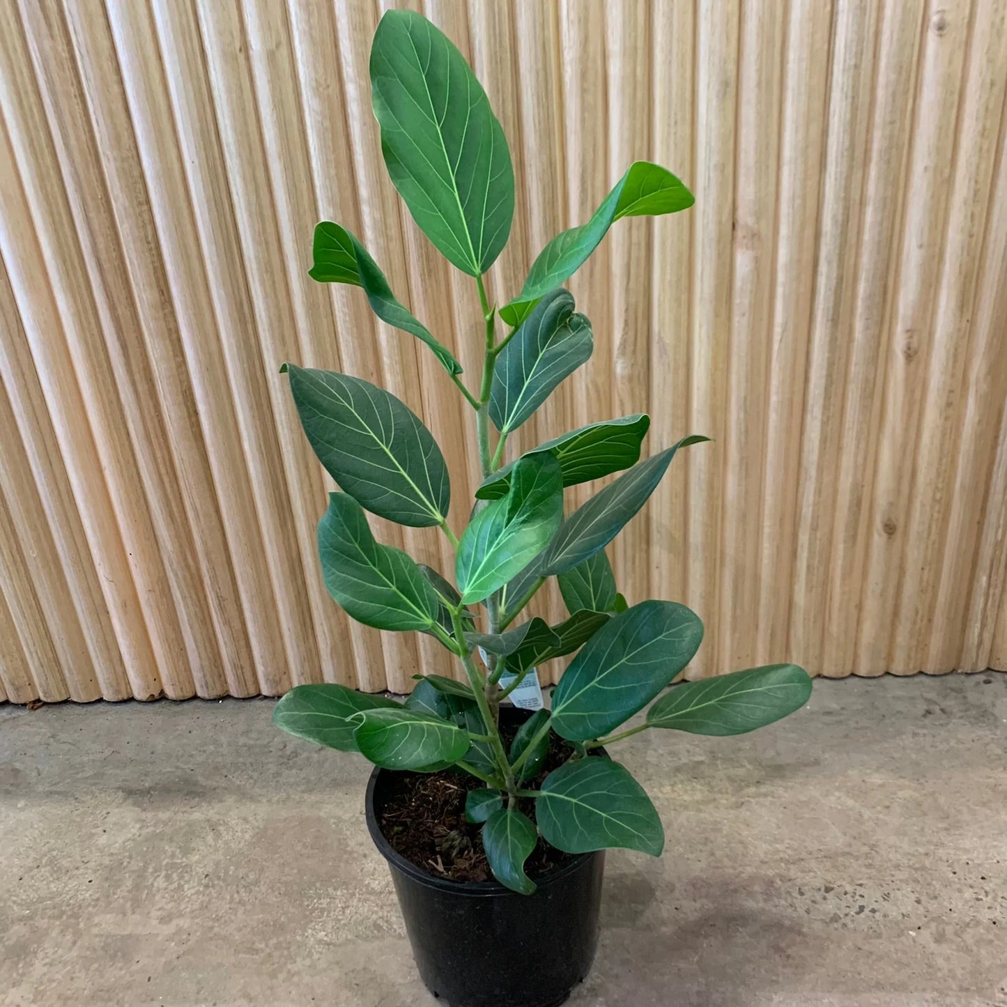 Ficus Audrey (Ficus benghalensis)