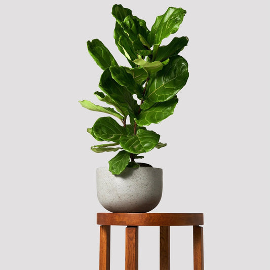 Fiddle Leaf Fig (Ficus lyrata)