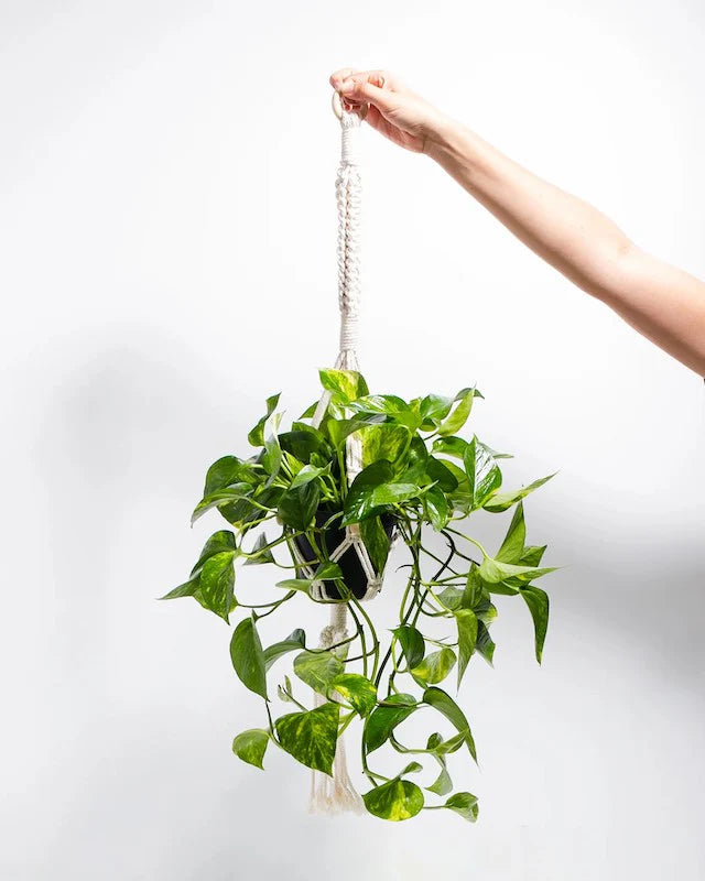 Golden Pothos (Epipremnum aureum)