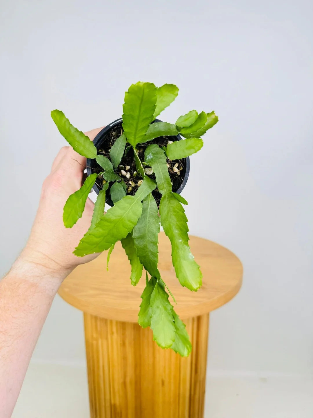 Mistletoe Cactus Collection