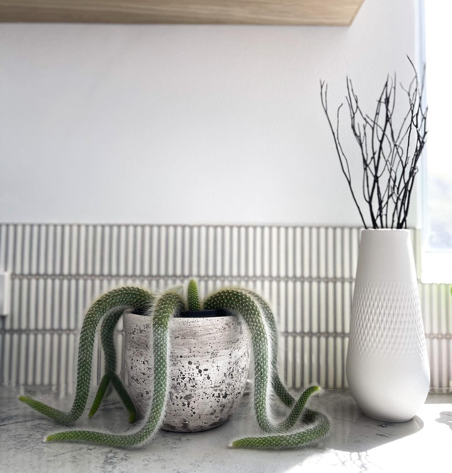 Monkey Tail Cactus (Cleistocactus Hildewintera colademononis)