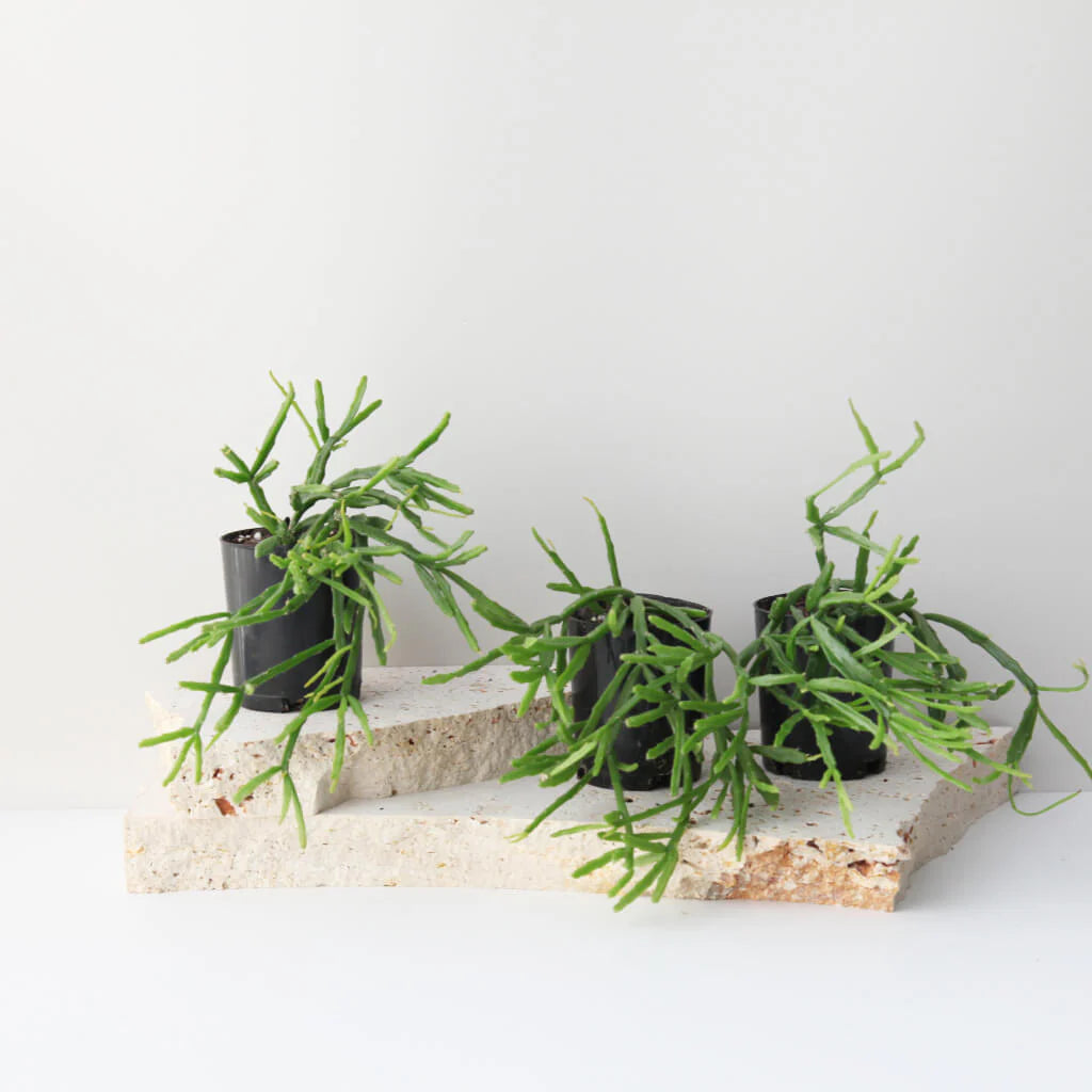 Mistletoe Cactus Collection