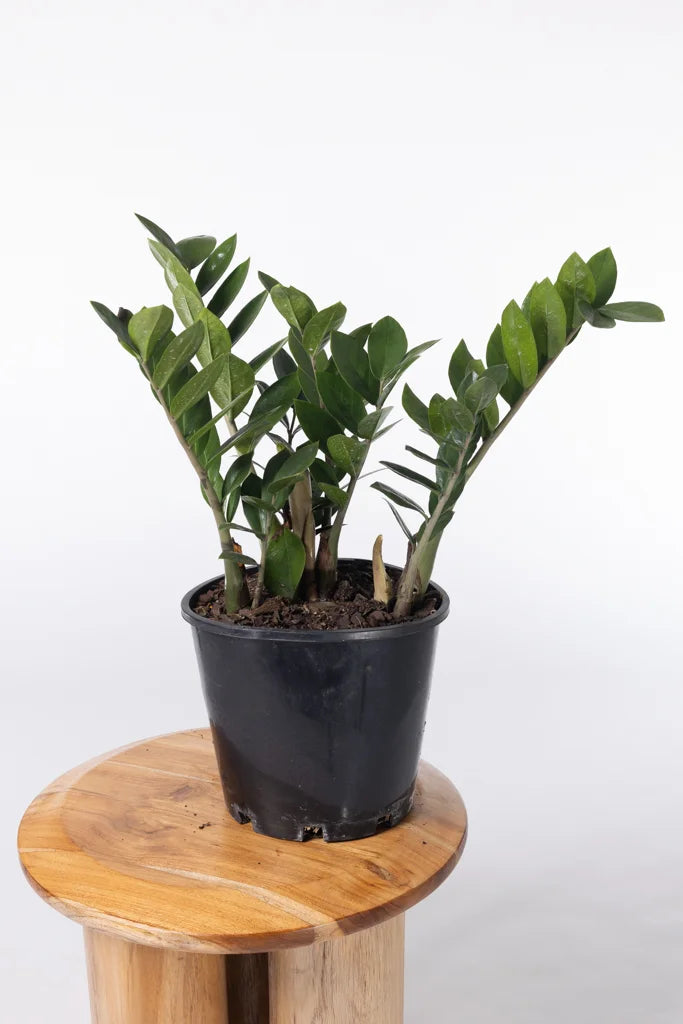 ZZ Plant "Gem" (Zamioculcas zamiifolia)