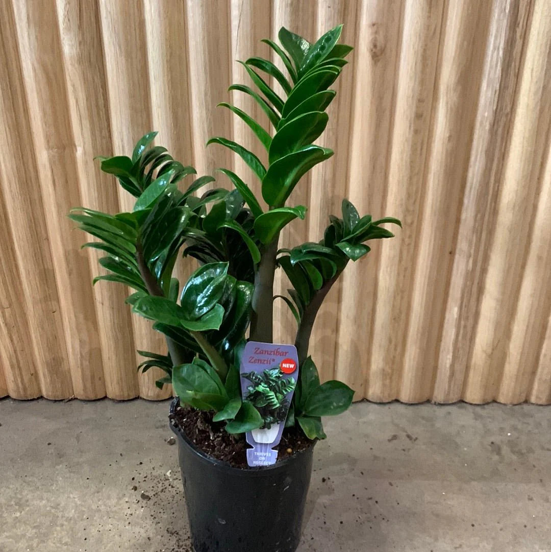 ZZ Plant "Zenzii" (Zamioculcas zamiifolia)