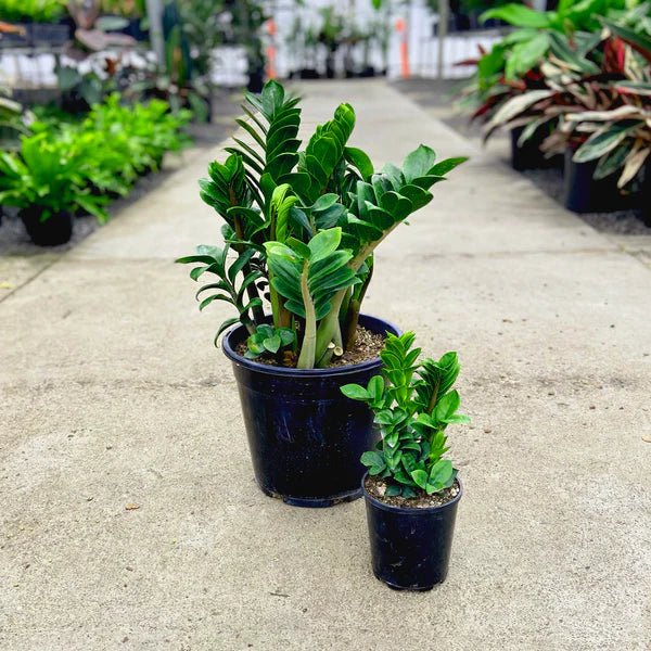 ZZ Plant "Zenzii" (Zamioculcas zamiifolia)