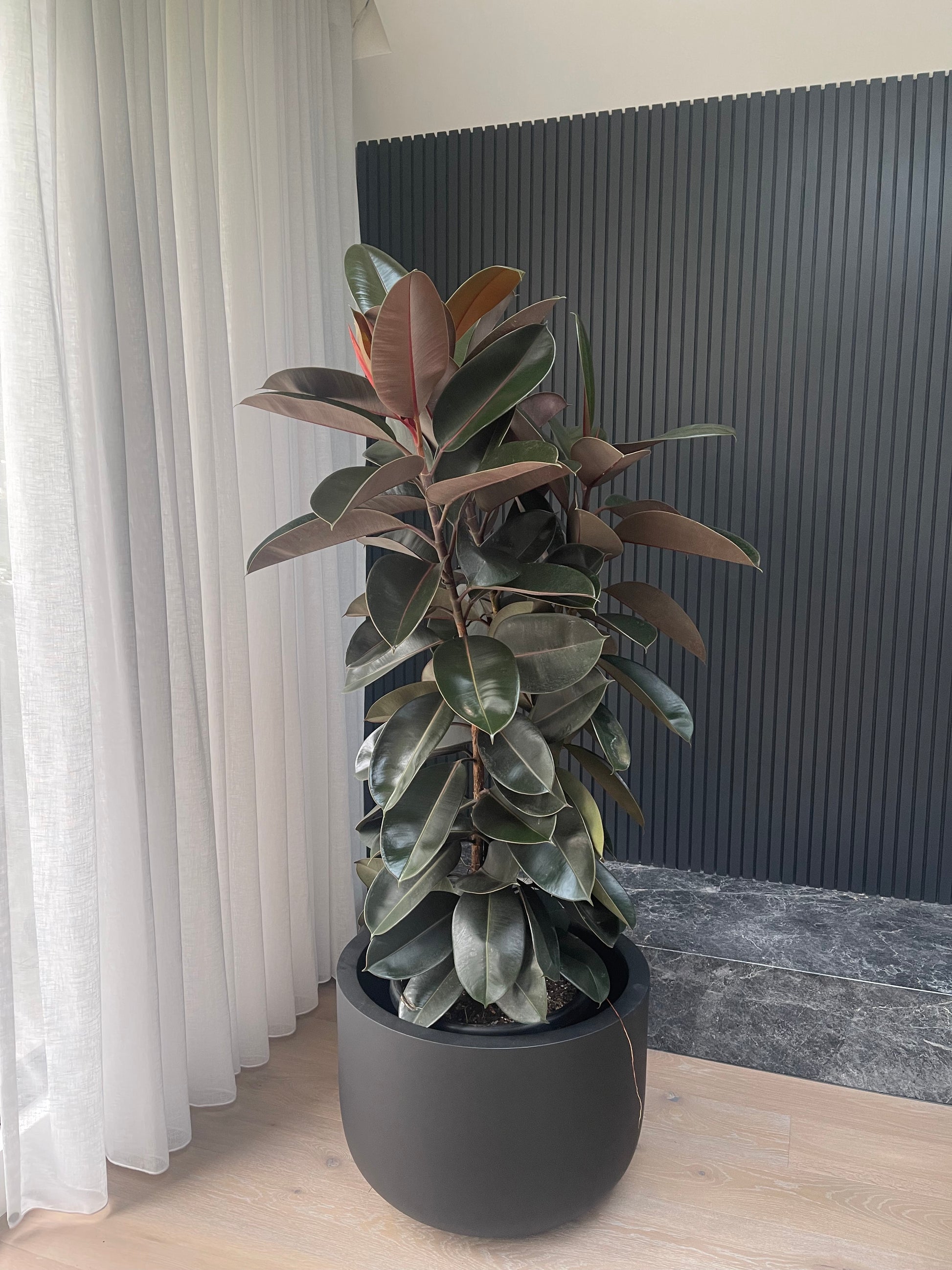 rubber tree black prince vs burgundy Rubber Plant (Ficus elastica "Burgandy") – BOTANICAH SANCTUARY