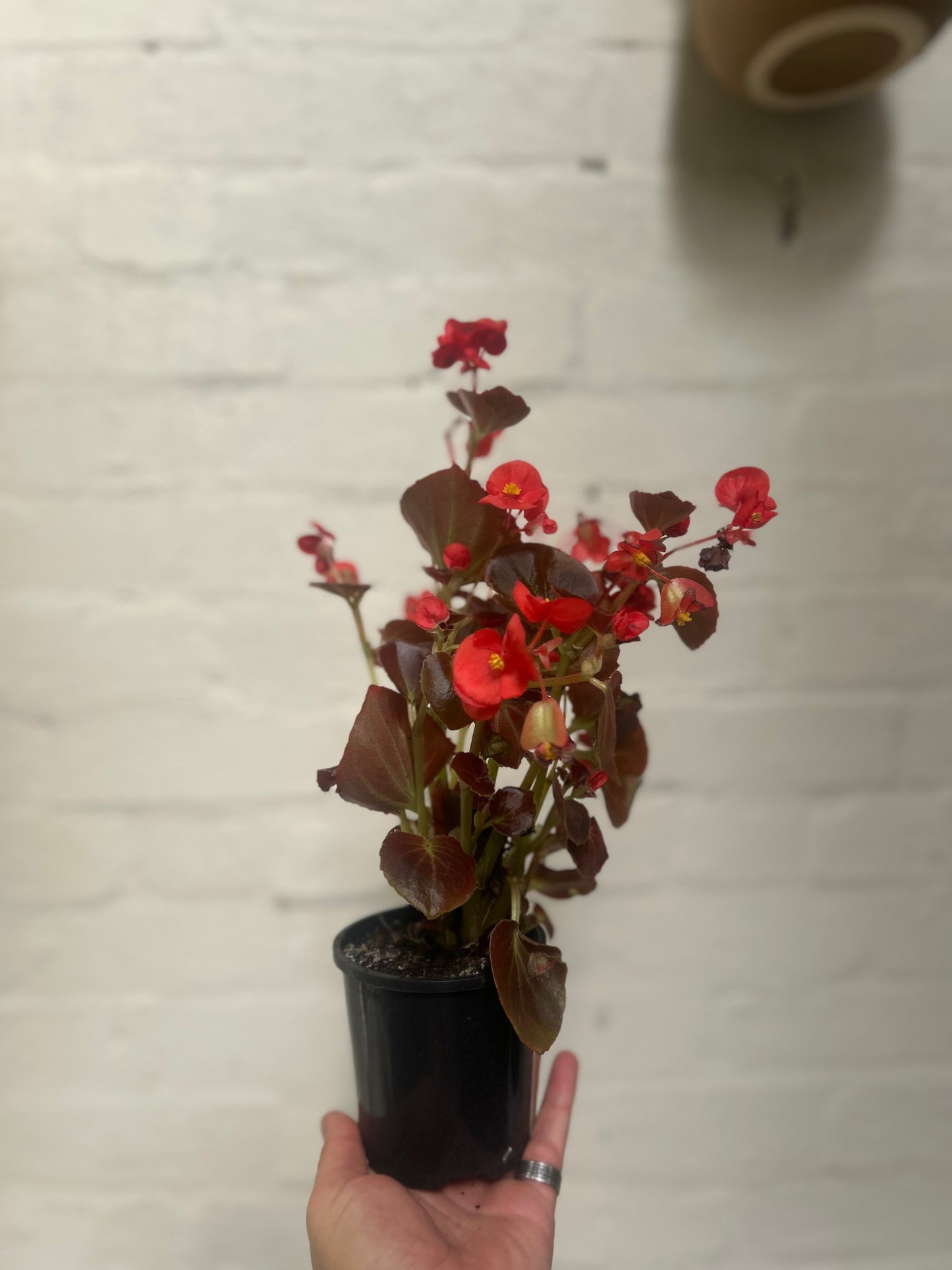 Wax Begonia ‘Begonia Semperflorens’