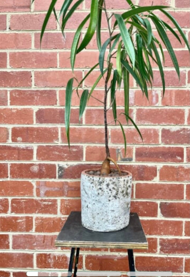 Wabi Sabi Plant Design Workshop; create your own living art