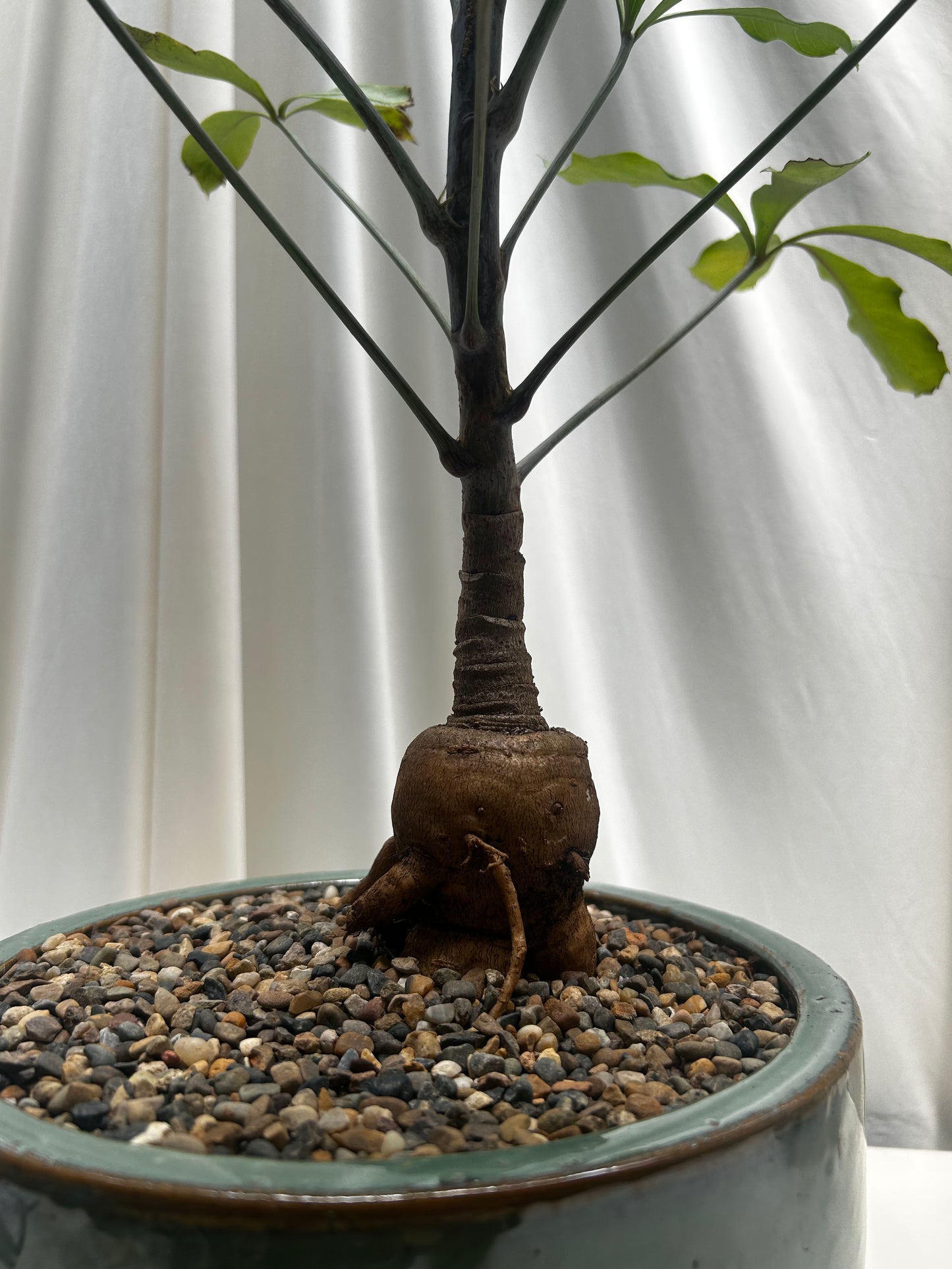 Curated Cussonia