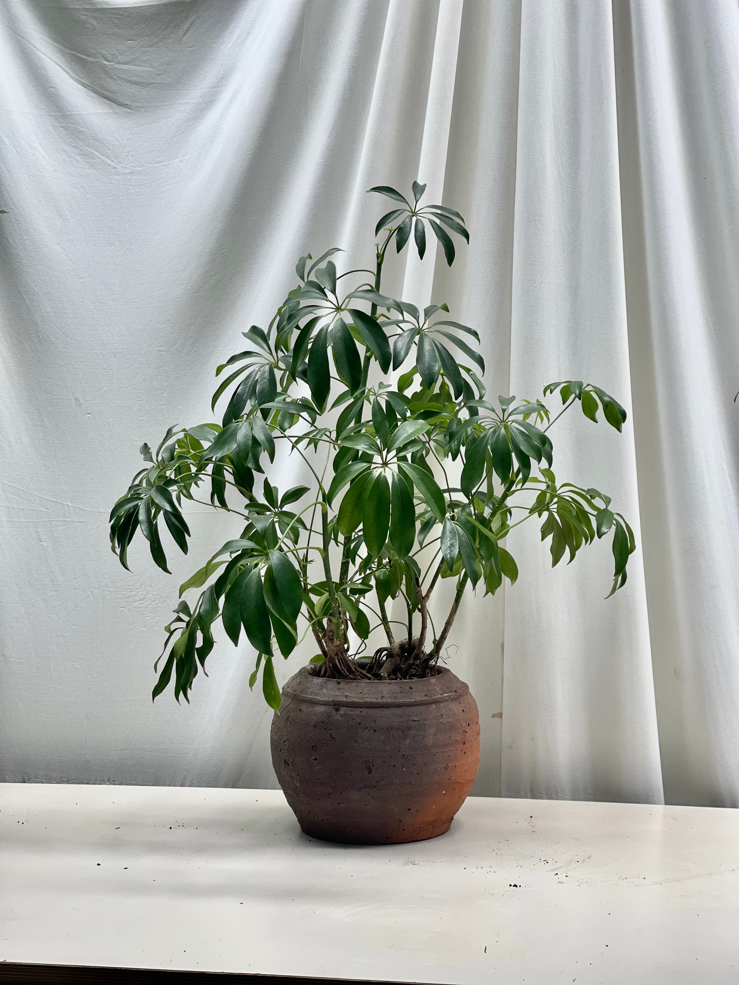 Dwarf umbrella tree – BOTANICAH SANCTUARY