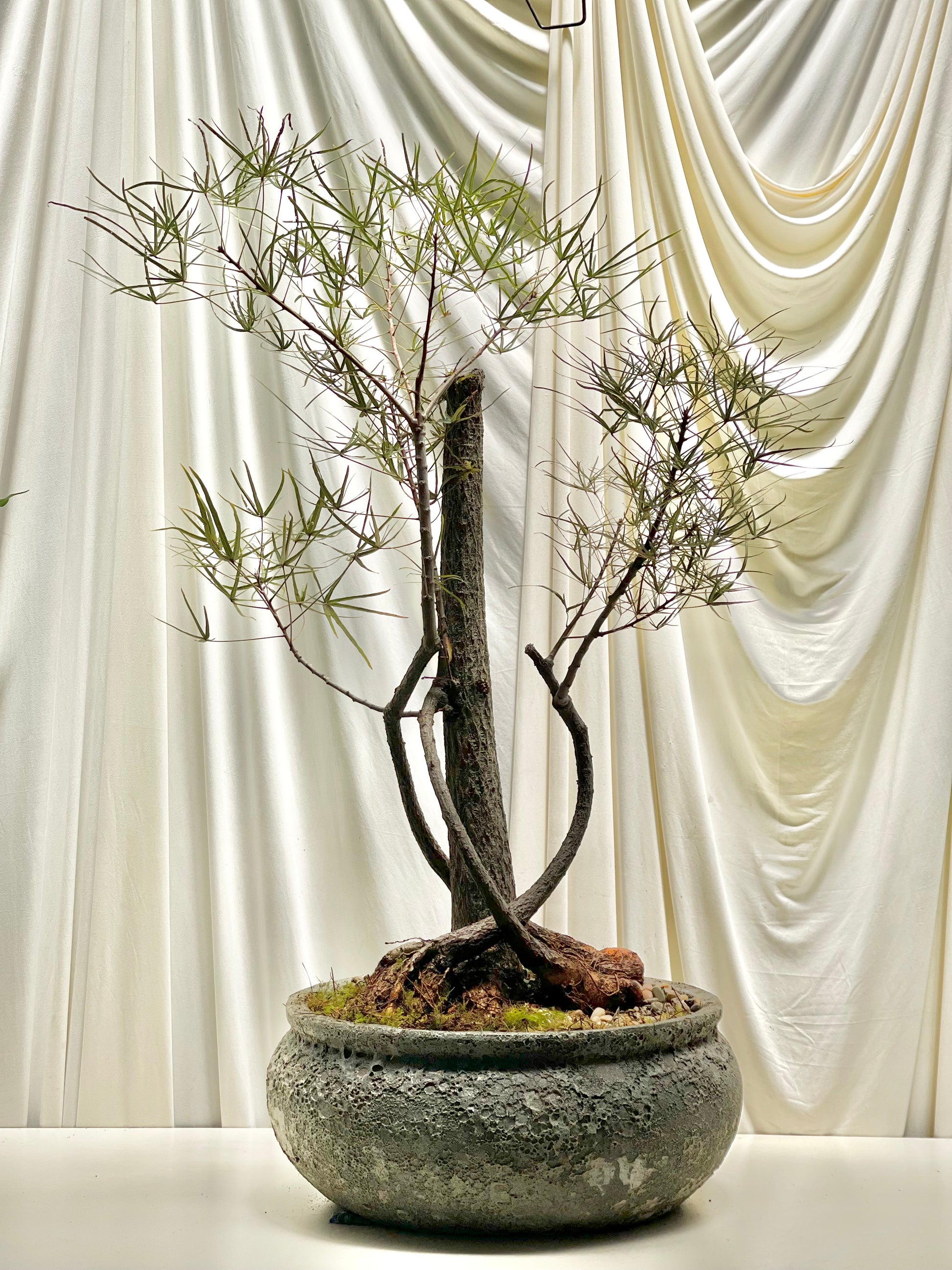 queensland bottle tree bonsai Curated Brachychiton Rupestris (Queensland Bottle Tree) – BOTANICAH SANCTUARY