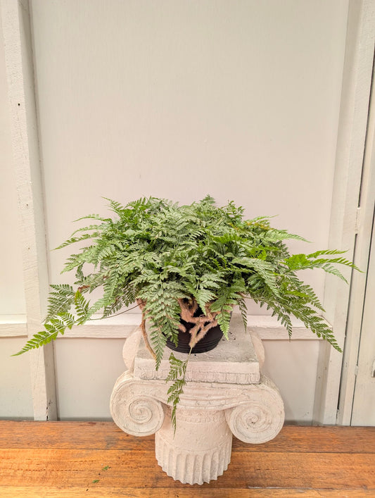 Rabbit foot fern