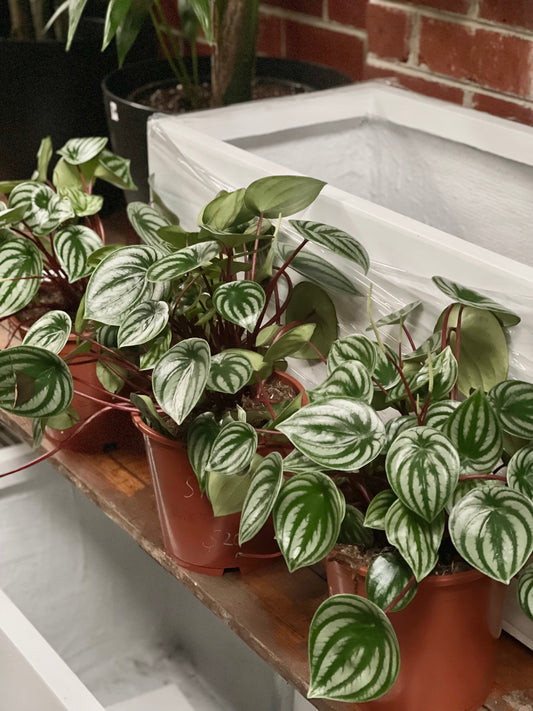 Peperomia Argyriea "Watermelon"