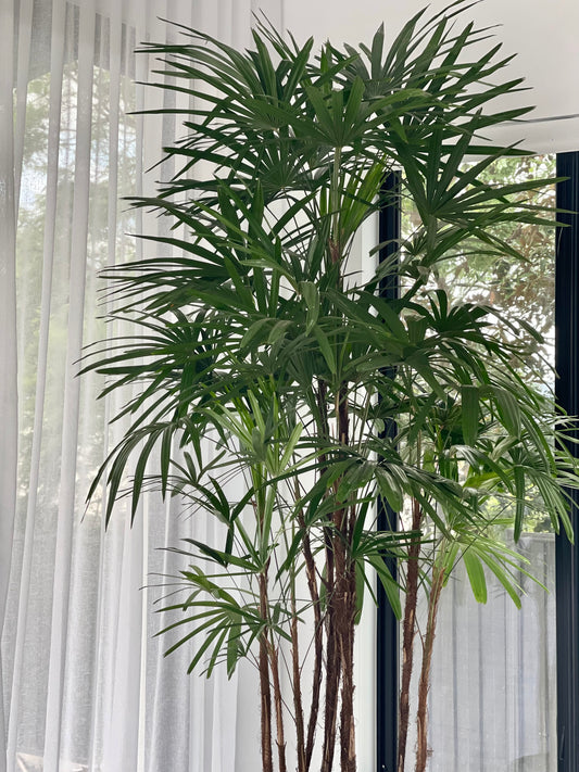 Broadleaf Lady Palm (Rhapis excelsa)