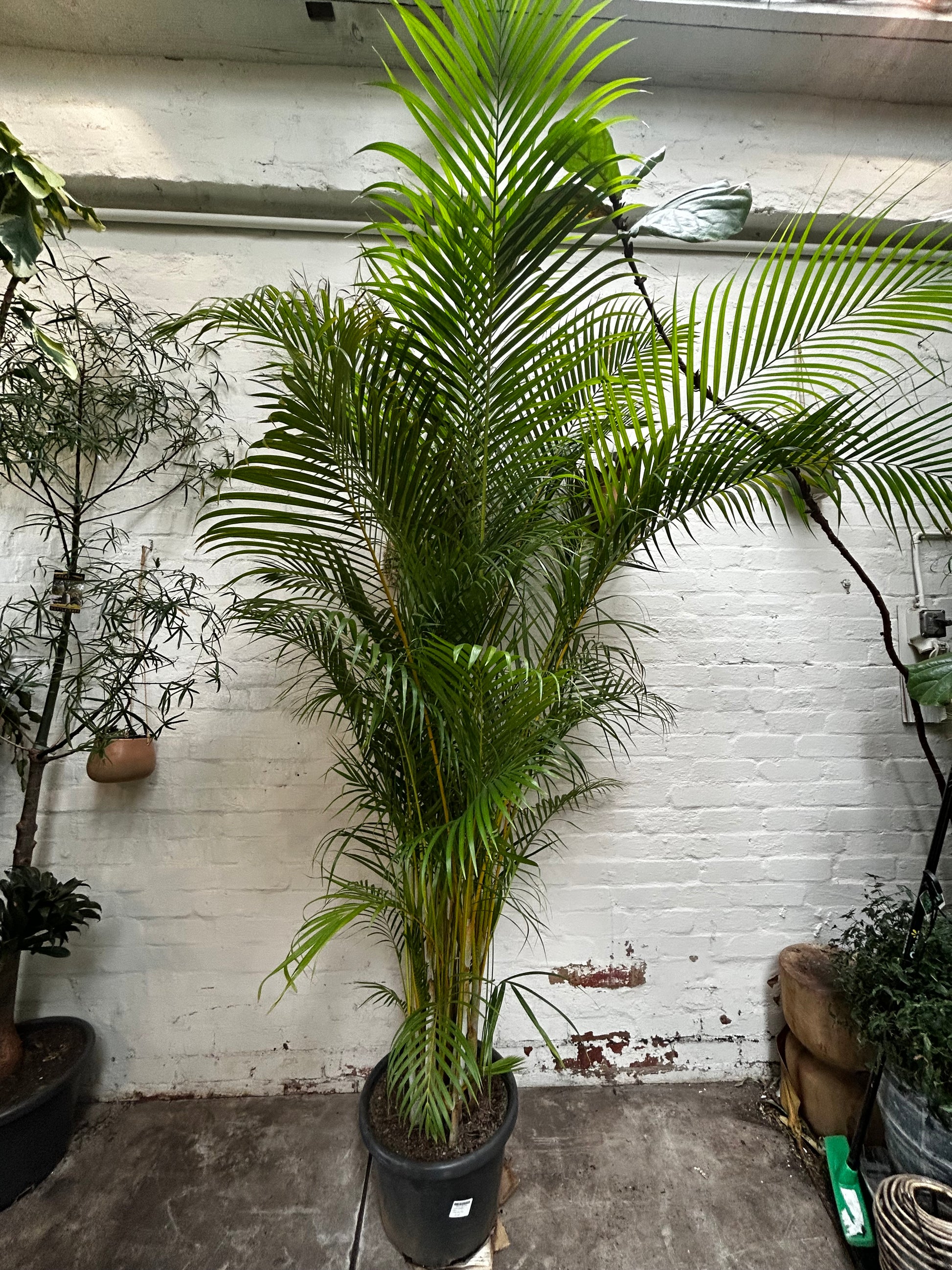 golden cane palm safe for cats Golden Cane Palm – BOTANICAH SANCTUARY