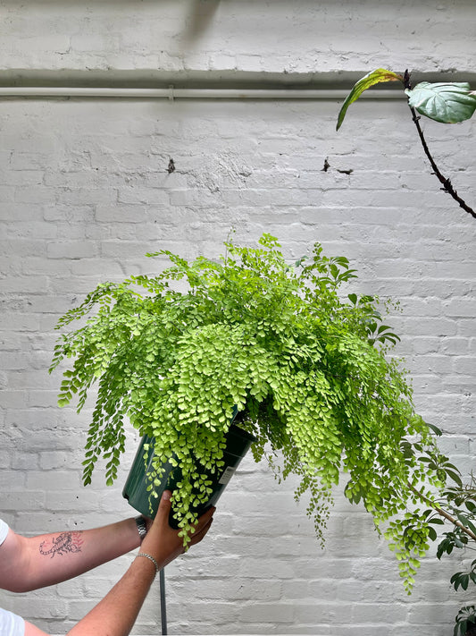 Maidenhair Fern