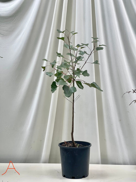 Brachychiton Populneus ( Queensland Bottle Tree )