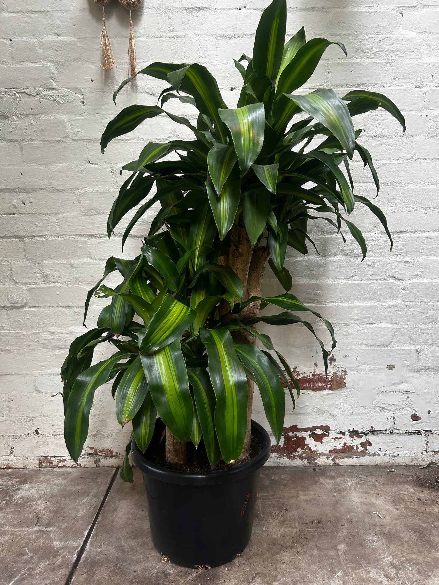 Happy Plant, Dracaena Fragrans ‘massangeana’