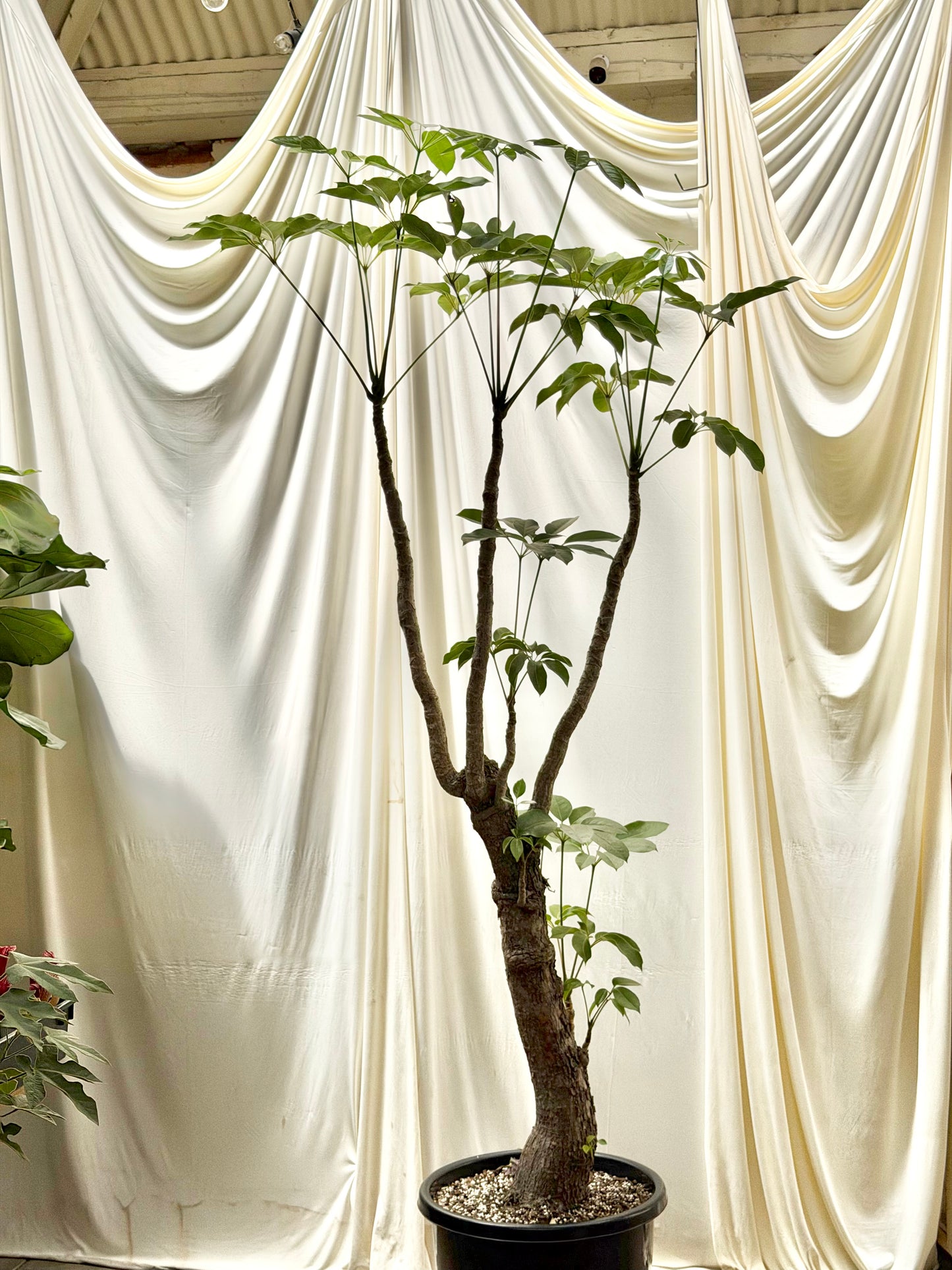 Bonsai umbrella tree