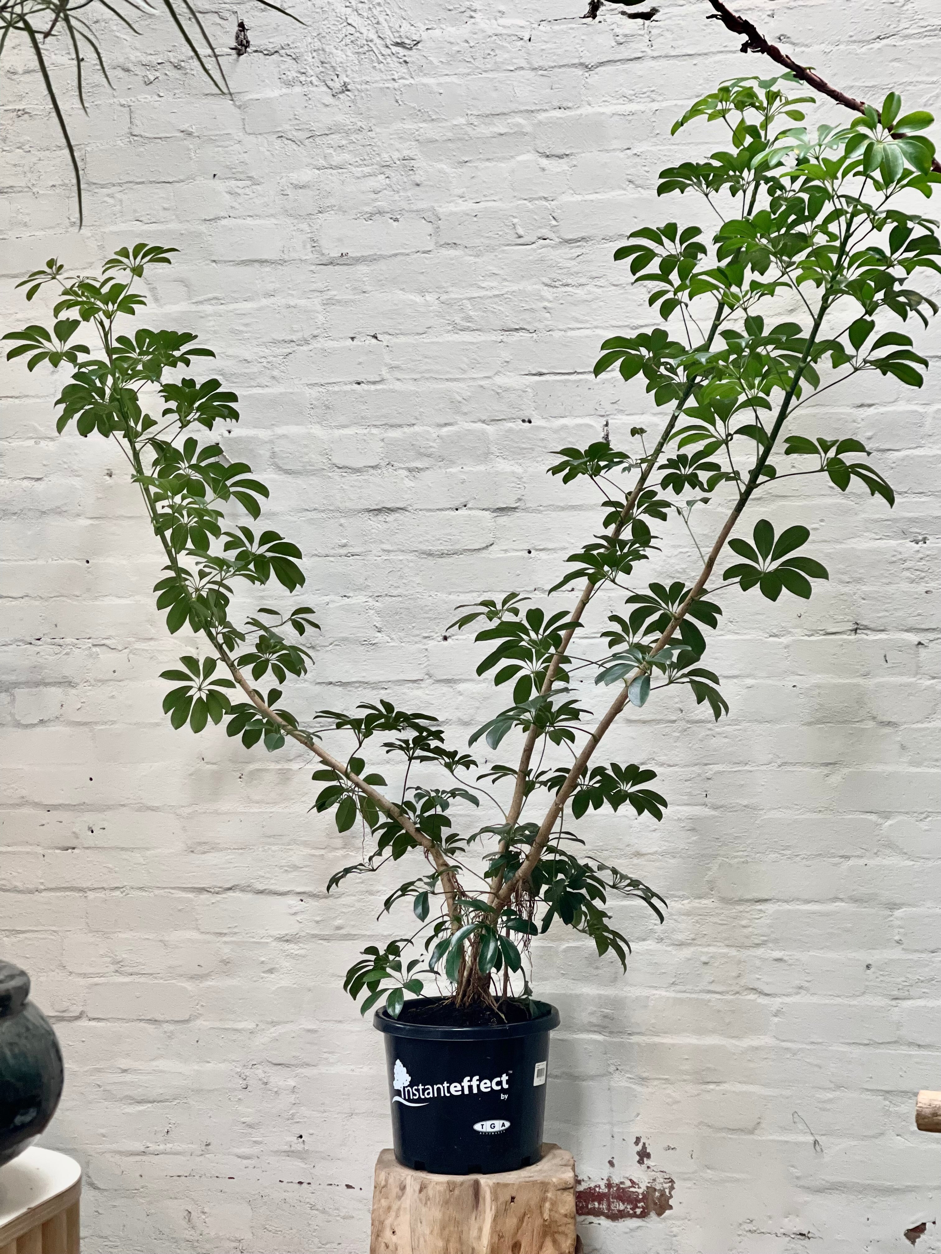 Dwarf umbrella tree – BOTANICAH SANCTUARY