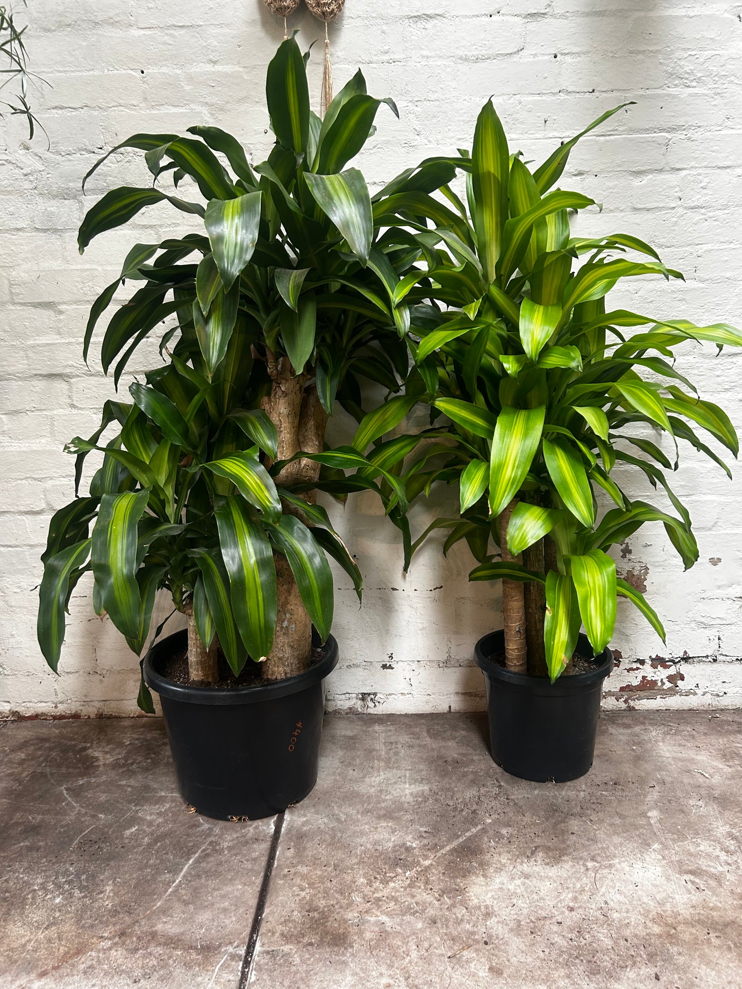 Happy Plant, Dracaena Fragrans ‘massangeana’