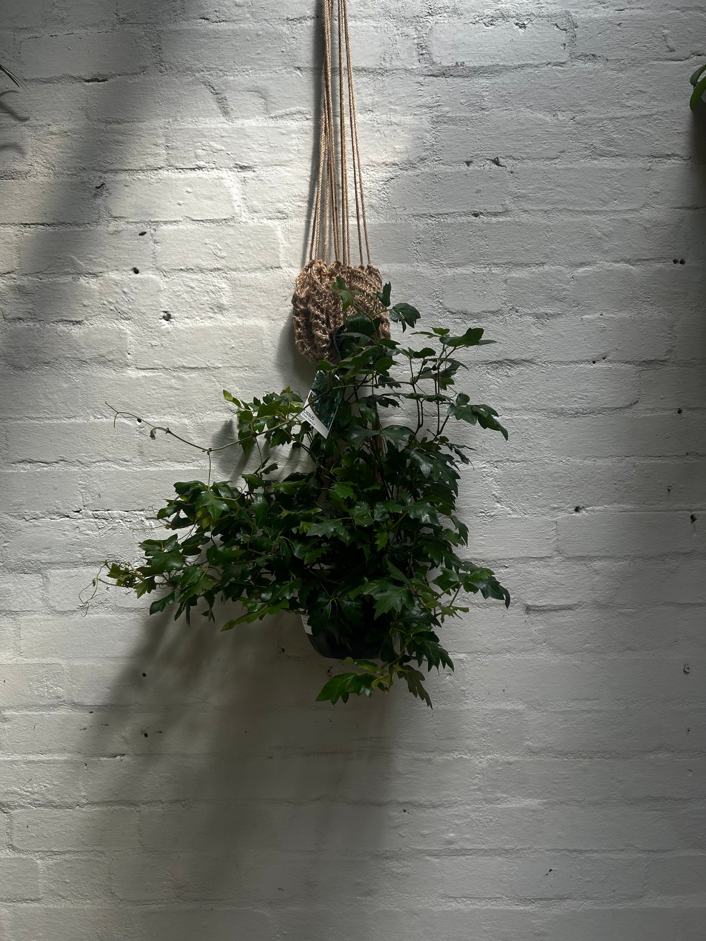Cissus "Ellen Danica"